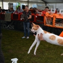 Gatti in mostra. Foto dalla Esposizione mondiale di Bran 