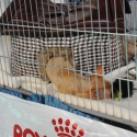 Gatti in mostra. Foto. Esposizione felina Trento 1-2 ottobre 2011.