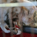 Gatti in mostra. Foto. Esposizione felina Trento 1-2 ottobre 2011.