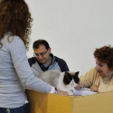 Gatti di razza - Esposizione Felina Internazionale Borgo Valsugana (Trento) 19 e 20.05.2012