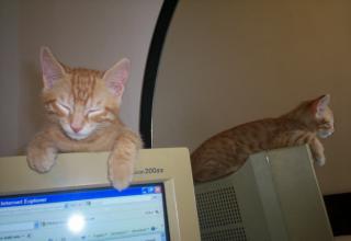 Leo dorme sul monitor