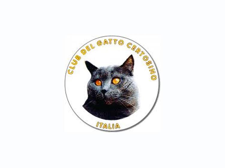 Club del Gatto Certosino Italia