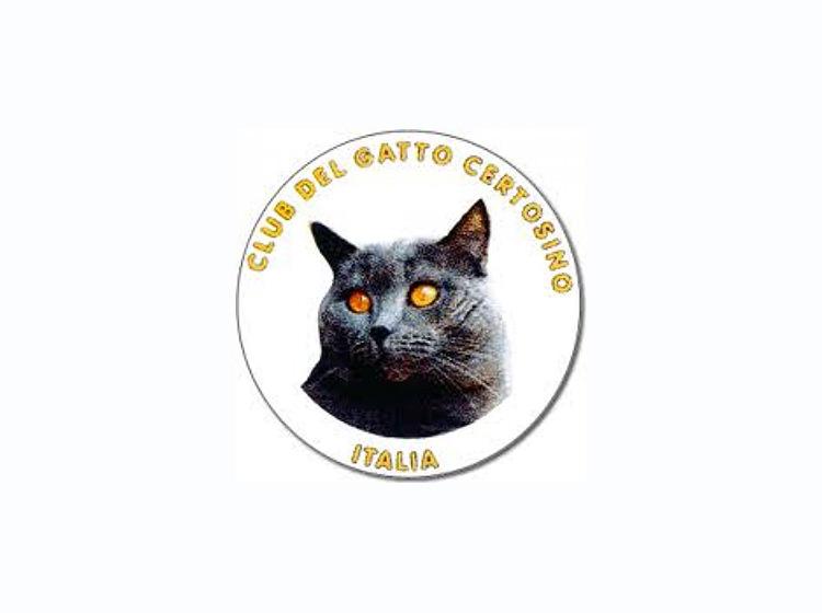 Club Del Gatto Certosino Italia