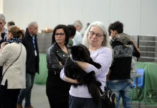 Foto dalla Esposizione Internazionale Felina ANFI - FIFe di Bassano del Grappa il 23 febbraio 2019