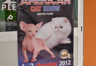 1 e 2 dicembre 2012 Show Italy Cat Fancier CFA Padova