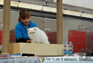 1 e 2 dicembre 2012 Show Italy Cat Fancier CFA Padova - domenica