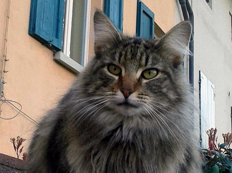 Il Gatto Delle Foreste Norvegesi
