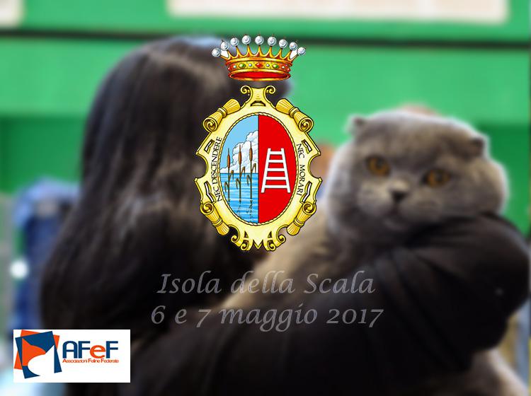 6 e 7 maggio 2017 Esposizione Internazionale Felina AFeF - WCF di Isola della Scala