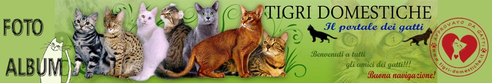 Album foto gatti