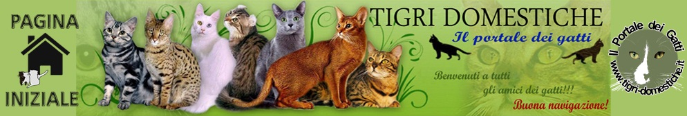 Gatti di casa, gatti di razza, descrizione razze, forum per appasionati e allevatori, callendario mostre. Gatti, anunci, adozioni, alimentazione, foto del vostro gatto, curiosità, giochi per bambini. Benvenuti su Tigri Domestiche! Gatti di casa, gatti di razza, descrizione razze, forum per appasionati e allevatori, callendario mostre. Gatti, anunci, adozioni, alimentazione, foto del vostro gatto, curiosità, giochi per bambini. Benvenuti su Tigri Domestiche!