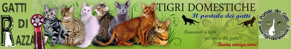 Gatti di casa, gatti di razza, descrizione razze, forum per appasionati e allevatori, callendario mostre. Gatti, anunci, adozioni, alimentazione, foto del vostro gatto, curiosit&agrave;. Benvenuti su Tigri Domestiche!