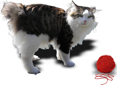 Kurillian Bobtail - www.deifrichi.it