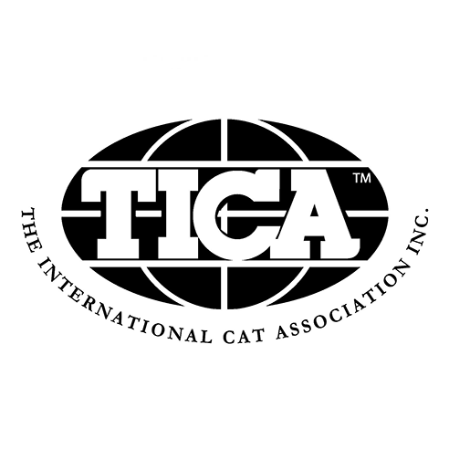 Allevamenti Gatti Chausie Cu Tica Catalogo Web Directory Tica