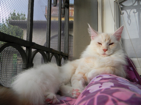 sabbia maine coon silver red