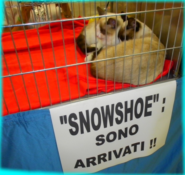 i primi snowshoe in italia