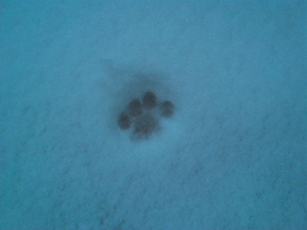 Impronta sospetta nella neve