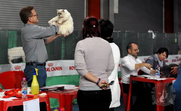 24 e 25 novembre 2012 Esposizione Internazionale Felina ANFI – FIFe a Mantova.