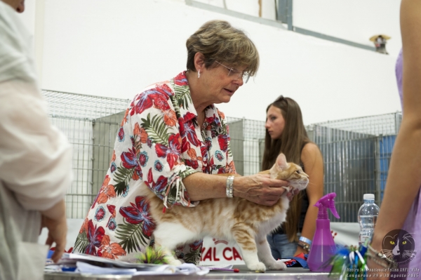 29 e 30 agosto 2015 Esposizione Internazionale Felina ANFI - FIFe di Longarone