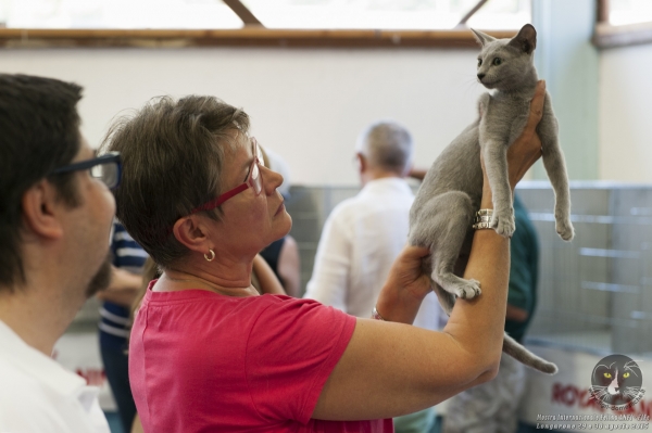 29 e 30 agosto 2015 Esposizione Internazionale Felina ANFI - FIFe di Longarone