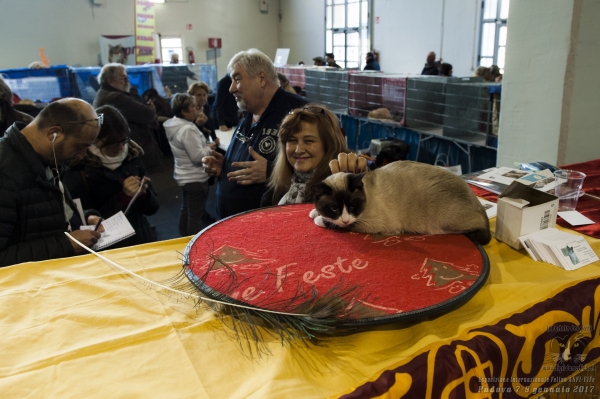 Gatti in mostra. Foto dalla Esposizione Internazionale Felina ANFI FIFe di Padova 7 gennaio 2017