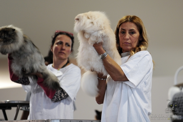 Foto dalla Esposizione Internazionale Felina ANFI - FIFe di Isola della Scala (Vr) il 22 febbraio 2020