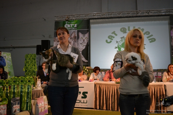 Gatti in mostra. Esposizione Mondiale Cat Olimpia World Show WCF 2015 - Riga/ Lettonia