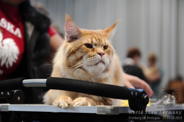 World Show 2019 Foto World Cat Show Freiburg im Breisgau Germany