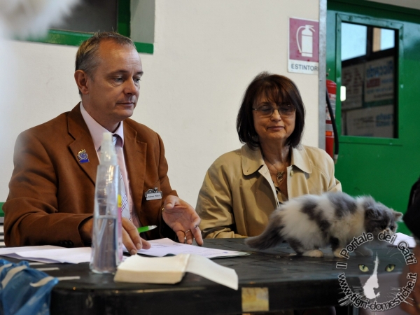 Gatti di razza - Esposizione Felina Internazionale Borgo Valsugana (Trento) 19 e 20.05.2012