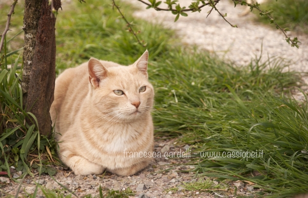Cipry - I gatti di Cassiopei - Siena