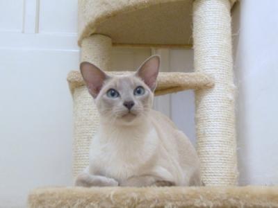 Allevamenti gatti Tonkinese a pelo corto - WCF - Argento Vivo Tonkinesi