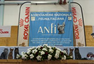 Gatti in mostra. Foto dalla Esposizione Internazionale Felina ANFI - FIFe di Longarone il 29 agosto 2015 di Bran 