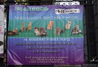 Gatti in mostra. Foto dalla Esposizione Internazionale Felina Pan Kockij WCF Kiev Ucraina