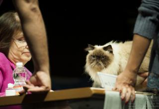 Gatti in mostra. Foto dalla Esposizione Felina ENFI di Verona il 26 e 27 novembre 2016