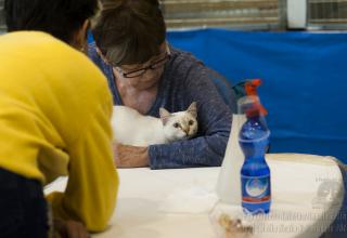 Gatti in mostra. Foto dalla Esposizione Internazionale Felina AFeF - WCF di Isola della Scala 6 maggio 2017