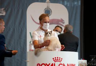 31 ottobre 2021 - domenica - World Winner Cat. 1 - World Show 2021 Foto World Cat Show ANFI - FIFe Vicenza Italy