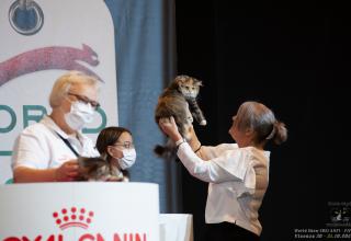 31 ottobre 2021 - domenica - World Winner Cat. 2 - World Show 2021 Foto World Cat Show ANFI - FIFe Vicenza Italy