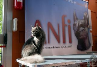 1 - 2 ottobre 2022 Mostra Interazionale Felina ANFI FIFe di Padova