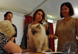 6 e 7 ottobre 2012 Esposizione Internazionale Felina AGI - WCF Cison di Valmarino