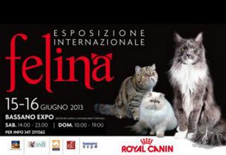Gatti in mostra. Foto. Esposizione Felina Bassano del Grappa 15 e 16 giugno 2013.