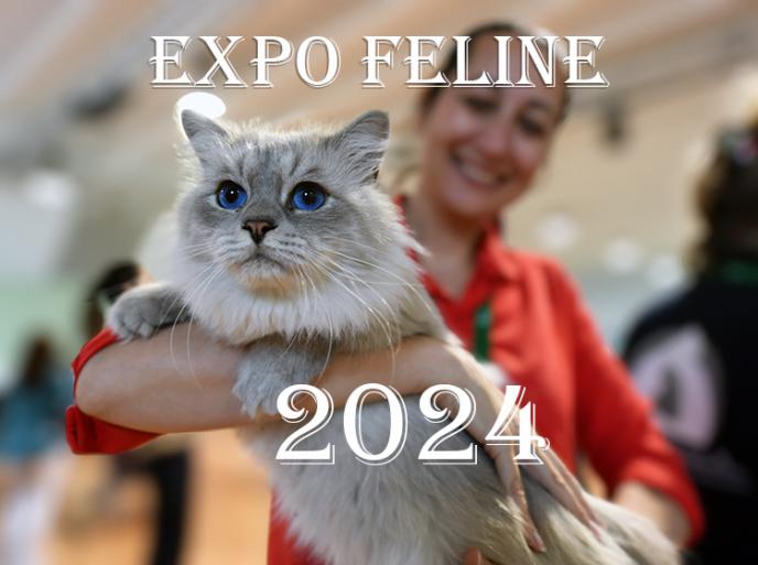 Esposizioni feline in Italia 2024