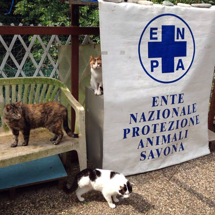 Volontariato gatti Liguria Provincia di Savona Gattile Enpa Rifugio Amico Gatto